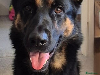 German Shepherd dogs Beautiful German shepherd girl - Advert 1