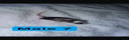 Mouse rodents for sale: Baby mice  - Advert 14