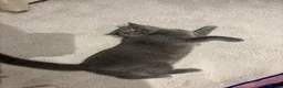 British Shorthair cats for sale: british blue shorthair  - Advert 2
