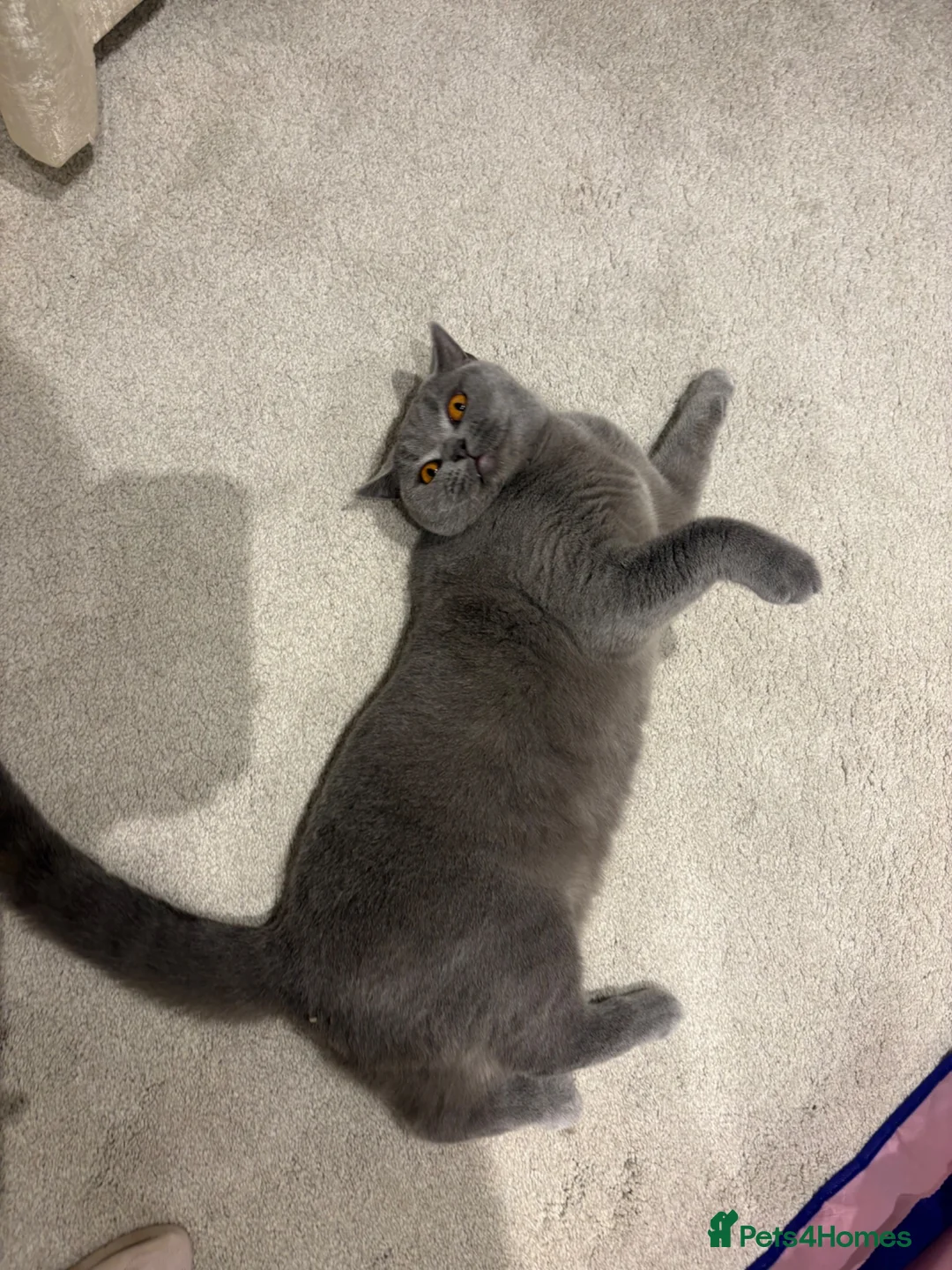 British Shorthair cats for sale: british blue shorthair  - Advert 2
