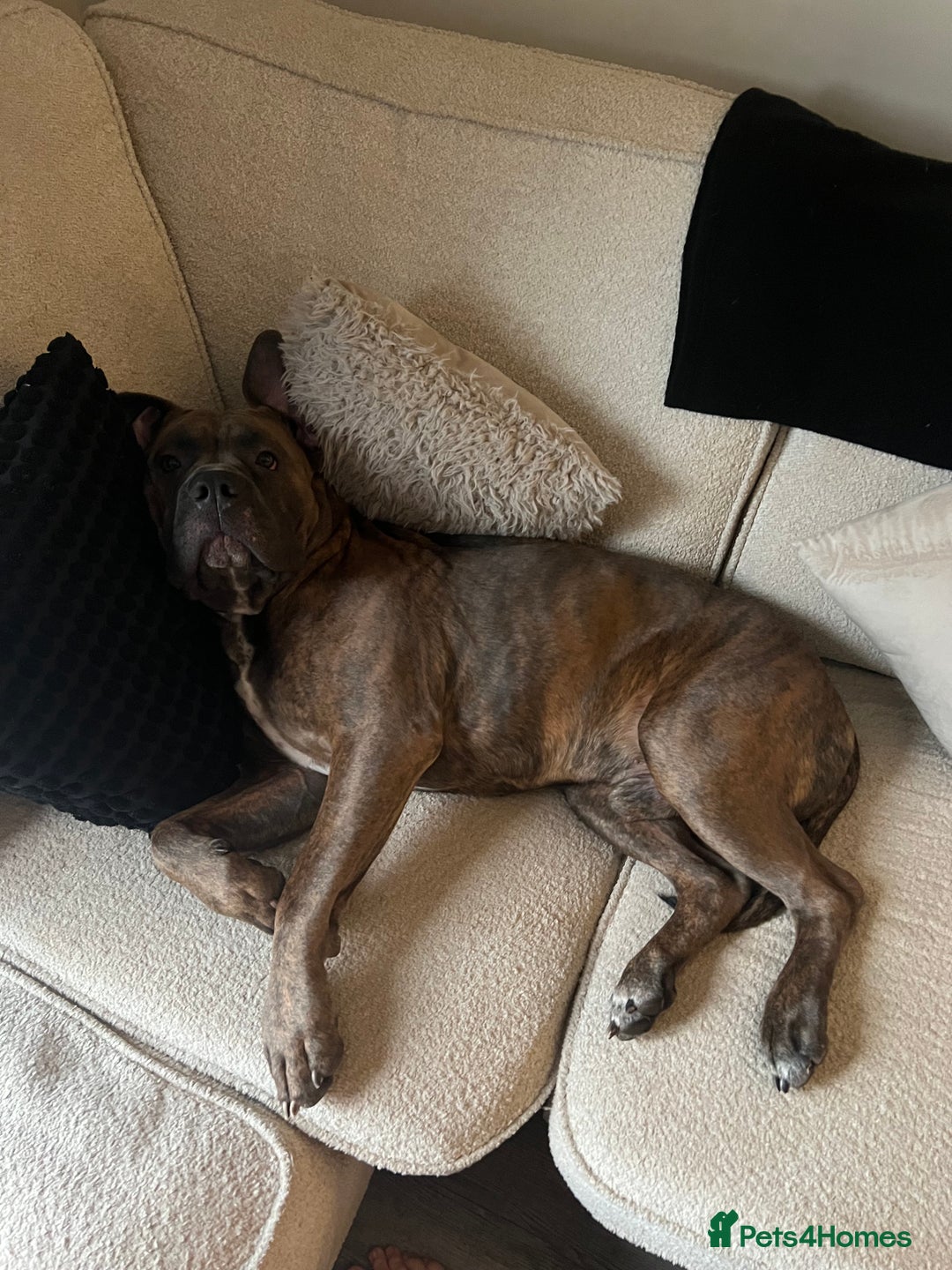 Cane Corso dogs for sale: 2 year old male cane corso  - Advert 2