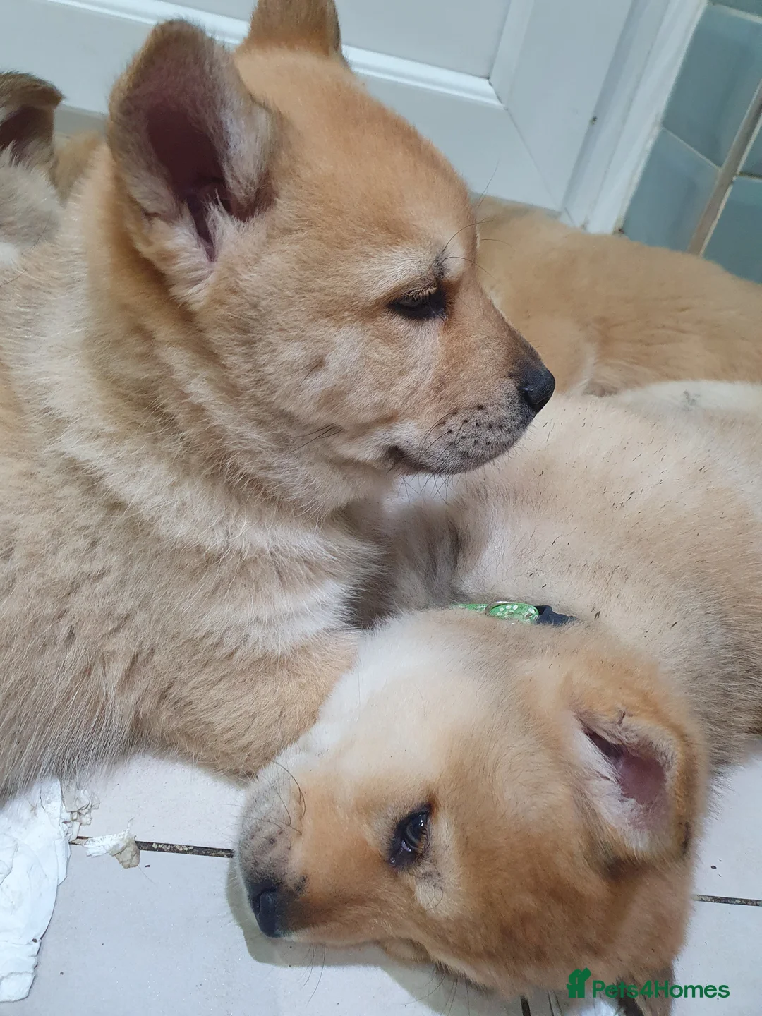 Mixed Breed dogs for sale: Last 3  pupies now £600 Chow Chow dad husky mum - Advert 2
