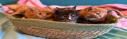 Maine Coon cats for sale: Beautiful Maine Coon Cross Kittens - Advert 3