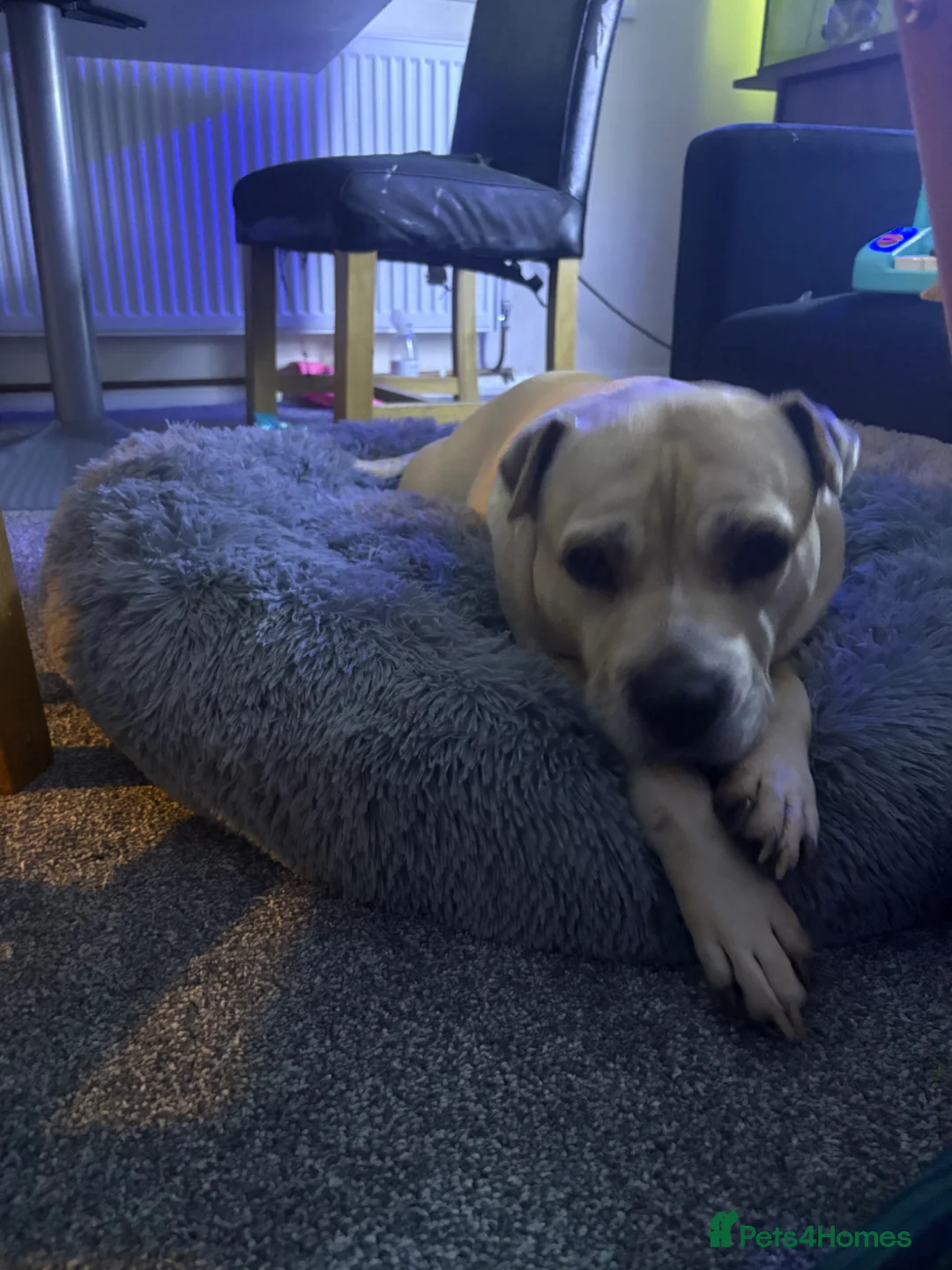 Mixed Breed dogs for sale: Loving family dog shar pei x staffy in Warwick - Advert 3