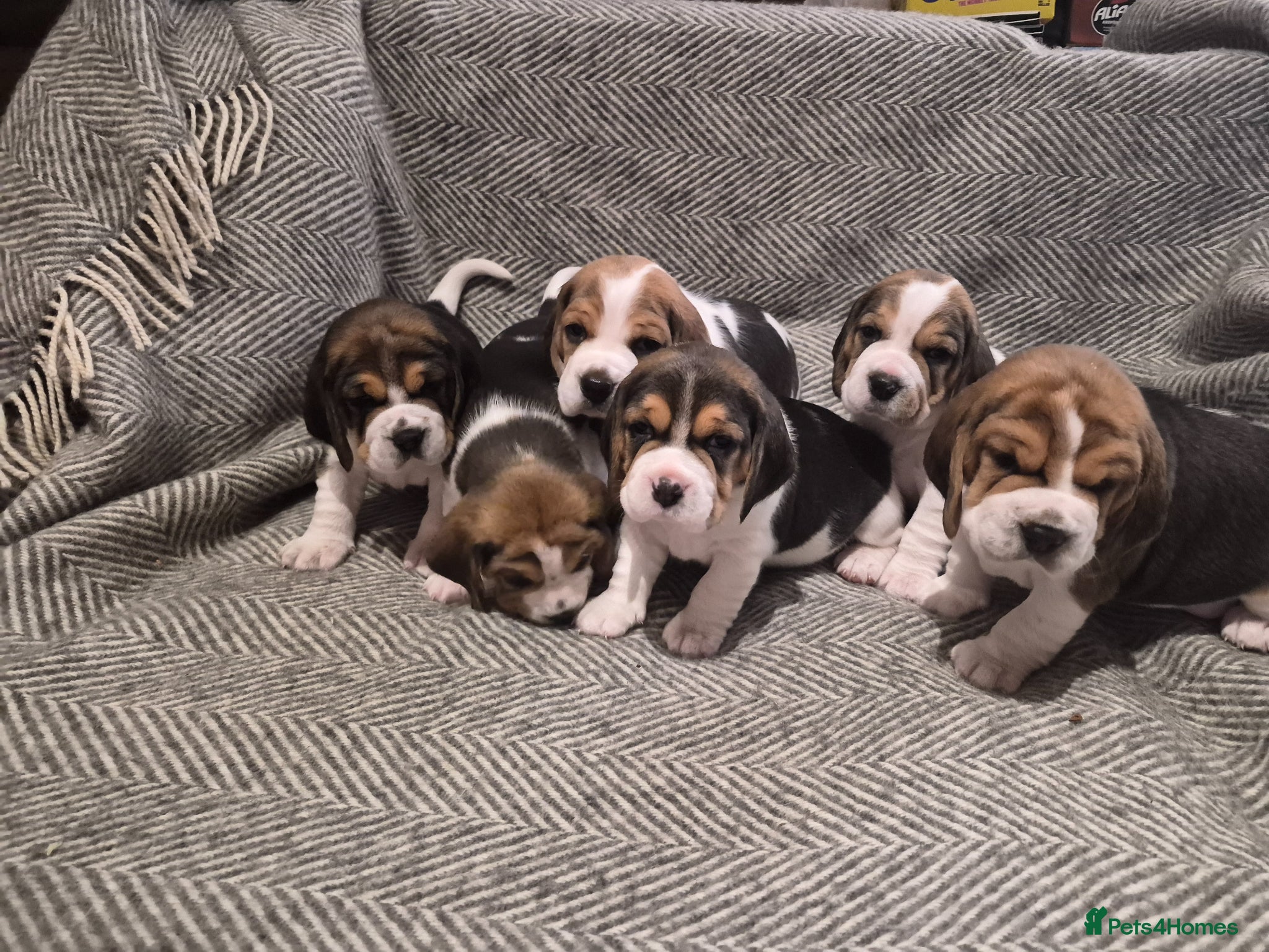 Beagle dogs for sale: Beagle puppies for sale  - Advert 1