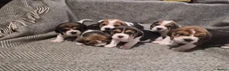 Beagle dogs for sale: Beagle puppies for sale  - Advert 11