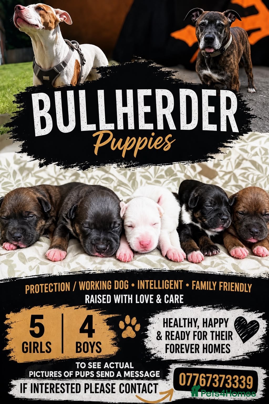Mixed Breed dogs Bullherder puppies  - Advert 4