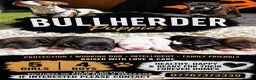 Mixed Breed dogs for sale: Bullherder puppies  - Advert 1