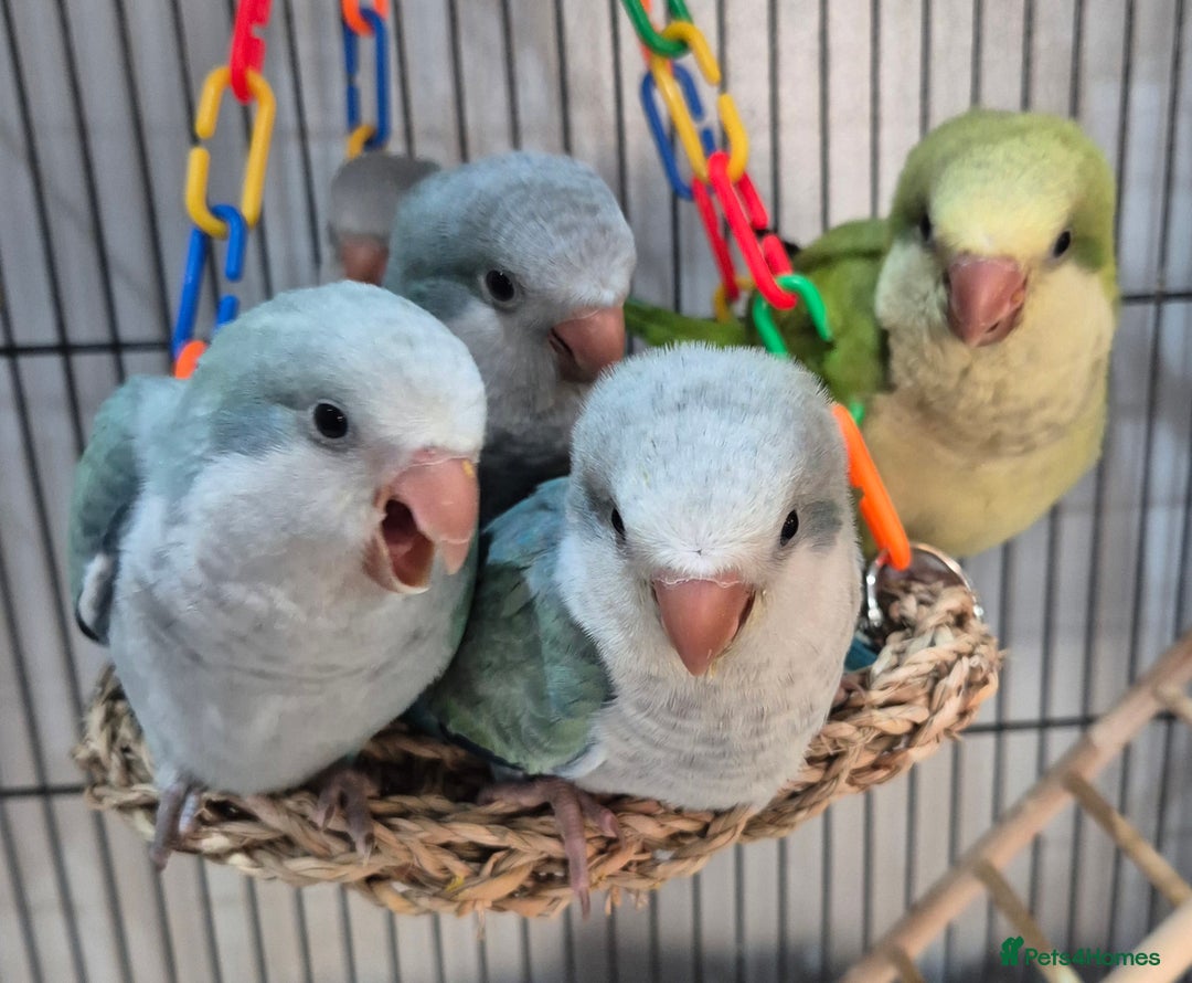 Parrots birds for sale: Handreared DNA tested baby Quaker Parrots  - Image 3