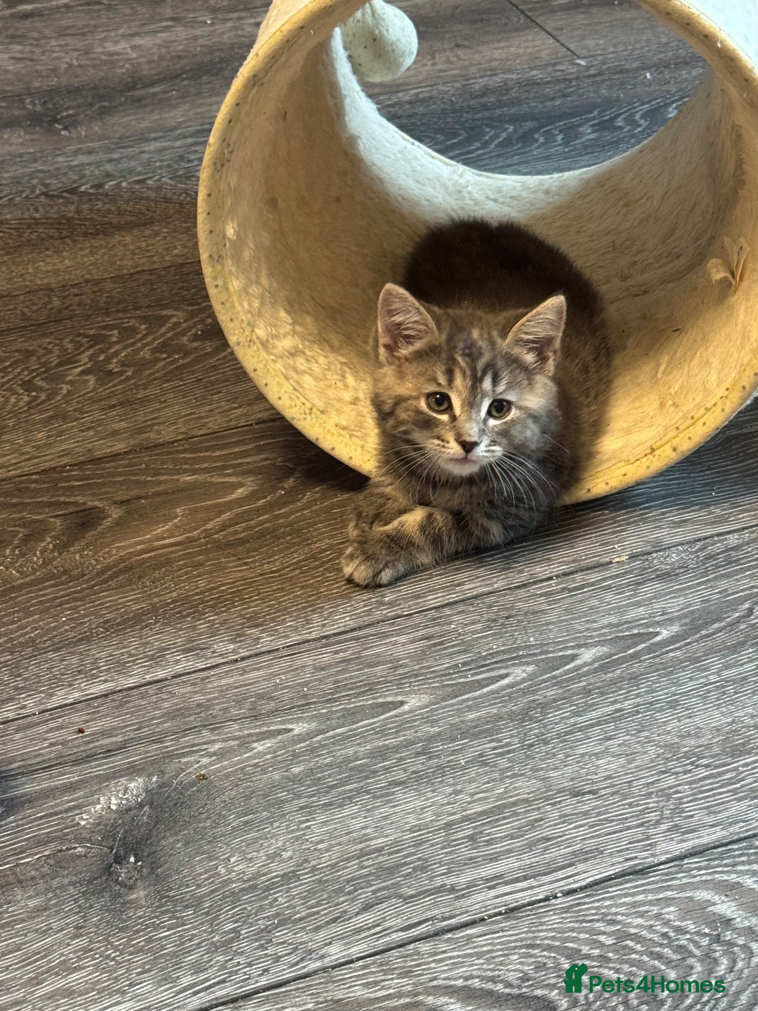 Mixed Breed cats Super cute kittens  - Advert 2