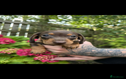 Mixed Breed dogs for sale: Miniature dachshund/ miniature pinscher in Widnes - Image 8