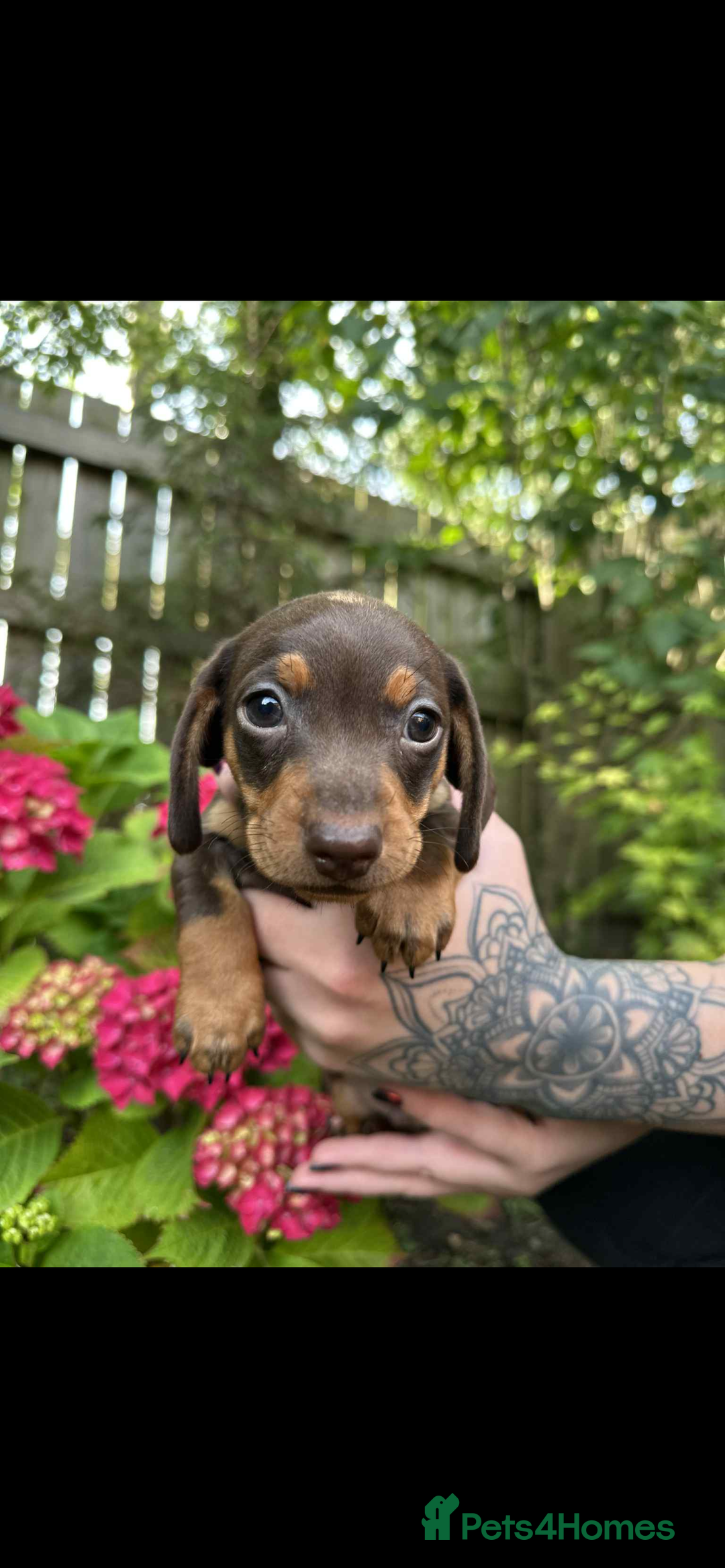 Mixed Breed dogs for sale: Miniature dachshund/ miniature pinscher in Widnes - Image 8