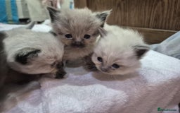 Ragdoll cats for sale: 4 ragdolls ready to leave now  - Image 2