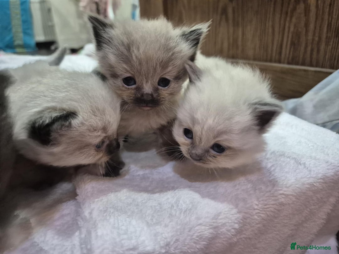 Ragdoll cats for sale: 4 ragdolls ready to leave now  - Image 2