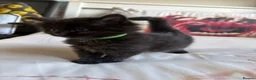 Mixed Breed cats for sale: Beautiful kitten - Advert 3