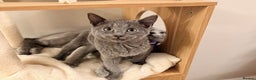 Russian Blue cats for sale: Pure Russian Blue Boy❄️ - Advert 15