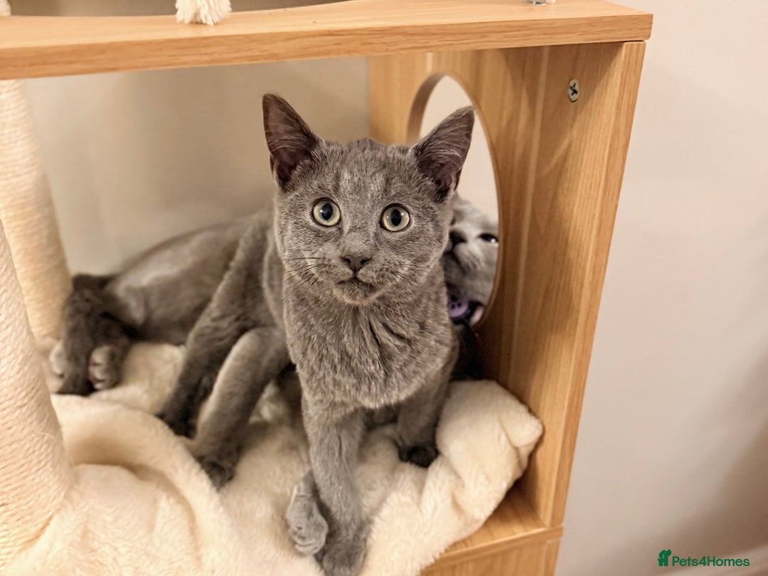 Russian Blue cats for sale: Pure Russian Blue Boy❄️ - Advert 15