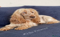 Labradoodle dogs for sale: Health tested Australian Labradoodles - Image 17