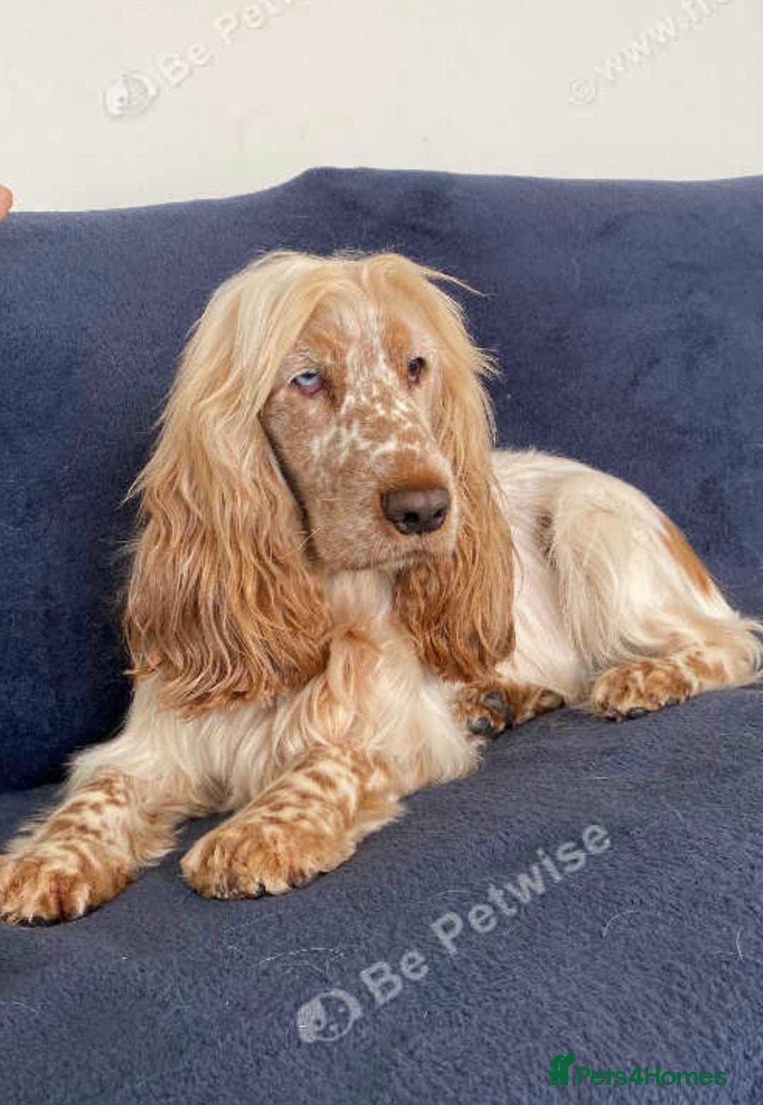 Labradoodle dogs for sale: Health tested Australian Labradoodles - Image 17