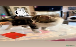 Abyssinian cats for sale: 8 week Female kitten for sale  - Image 2