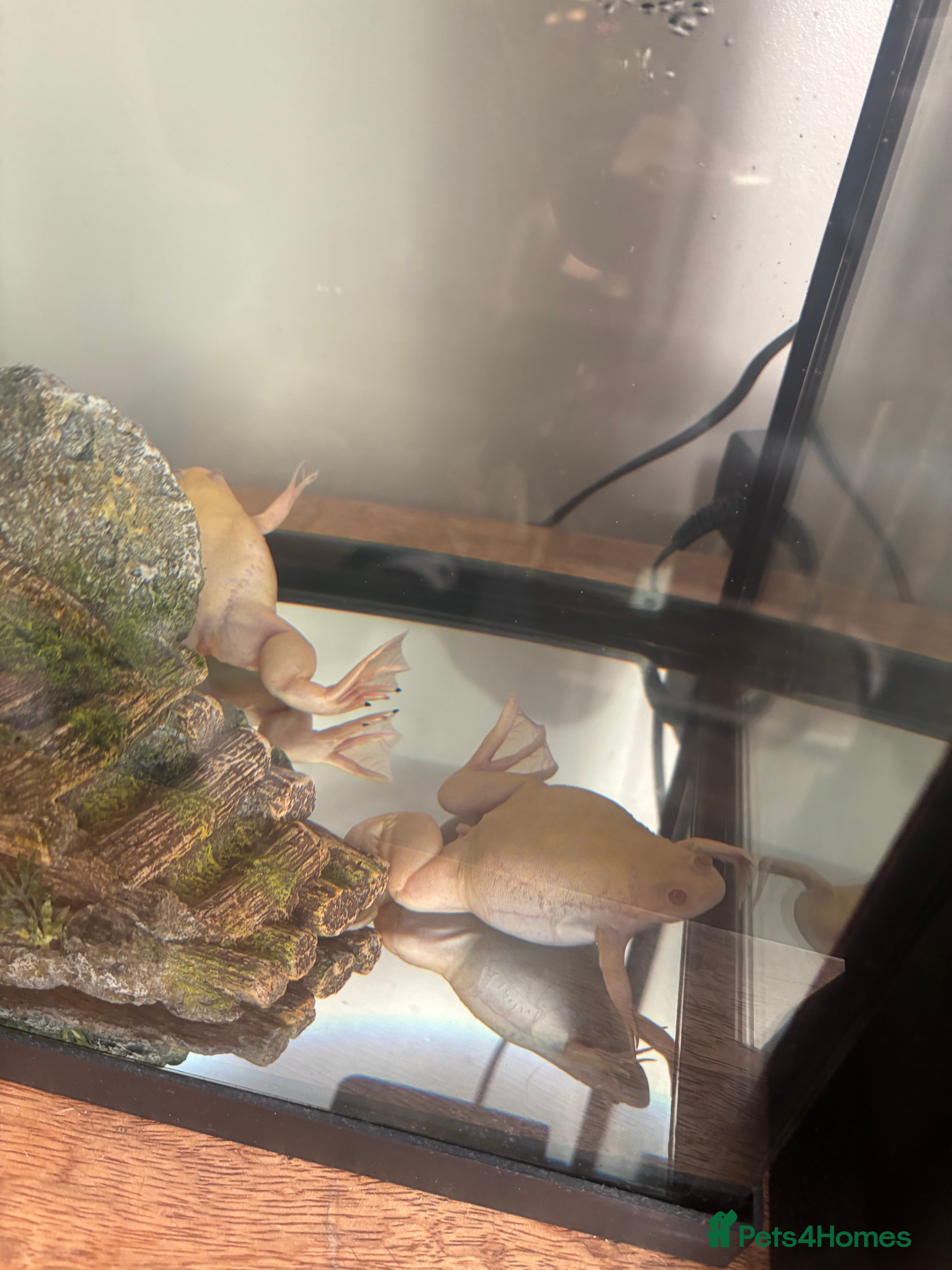 Other/Mixed Breed fish African albino claw frogs both female. - Advert 6