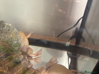 Other/Mixed Breed fish African albino claw frogs both female. - Advert 6