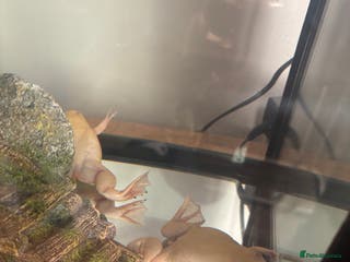 Other/Mixed Breed fish African albino claw frogs both female. - Advert 1