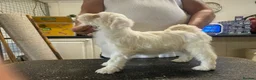 Tibetan Terrier dogs for sale: Araki Tibetan Terrier pups for sale in Newent - Advert 9