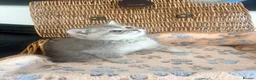 British Shorthair cats for sale: Cuteness overload♥️ British shorthair/chinchillas  - Advert 17