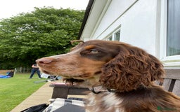 Sprocker dogs for stud: Beautiful tri colour sprocker - Image 1