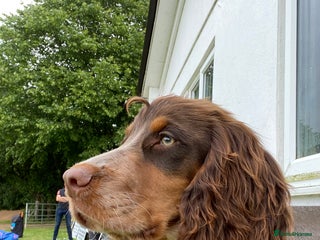 Sprocker dogs - Advert 9