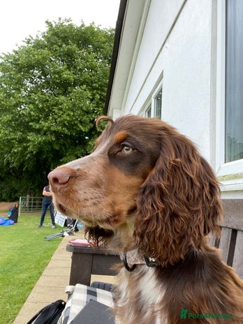 Sprocker dogs - Advert 1