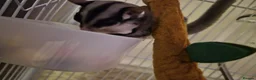 Sugar Glider rodents for sale: 2 Female Sugar Gliders Beryl & Petal in Maldon - Advert 4