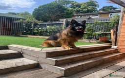 German Shepherd dogs for sale: German shepherd top class - Image 1