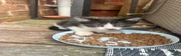 Mixed Breed cats for sale: Kittens ready for their forever homes  - Advert 7