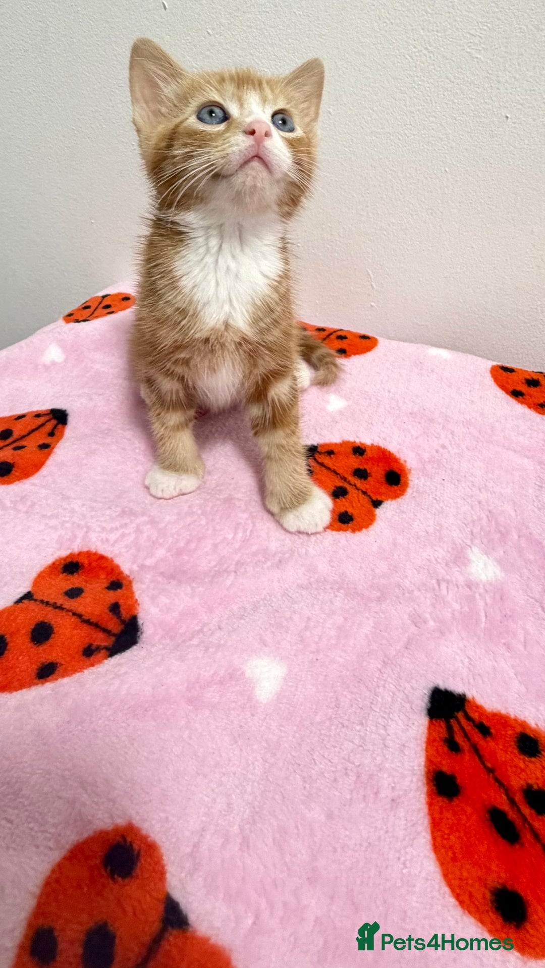 Mixed Breed cats for sale: british shorthair Cross  - Advert 3