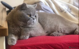 British Shorthair cats for sale:  Absolutely Beautiful BSH Champion Line kittens  - Image 29