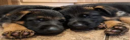 German Shepherd dogs for sale: 1 Gorgeous Male German Shepherd puppy - Advert 6