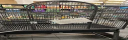 Parakeets birds for sale: Hand Reared Parrots/parakeets At Urban Exotics  - Advert 21