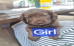 Mixed Breed dogs for sale: Mixer breed puppys  - Image 10