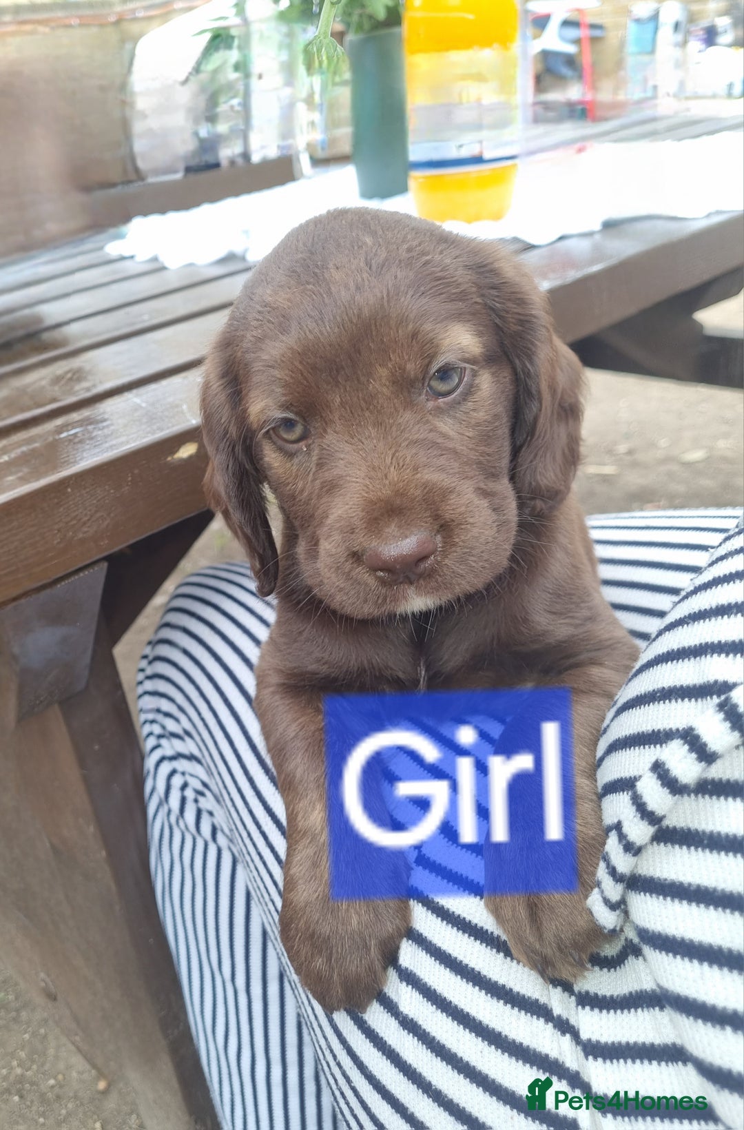 Mixed Breed dogs for sale: Mixer breed puppys  - Image 10