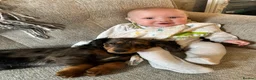 Mixed Breed dogs for sale: Dachshund x spaniel puppy 6 months  - Advert 3
