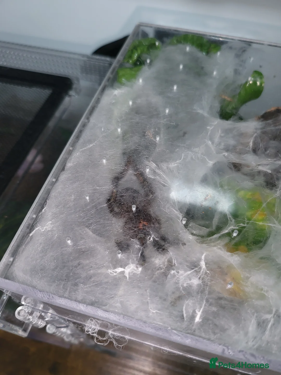 Tarantulas invertebrates for sale: MM Avicularia Purpurea - Advert 3