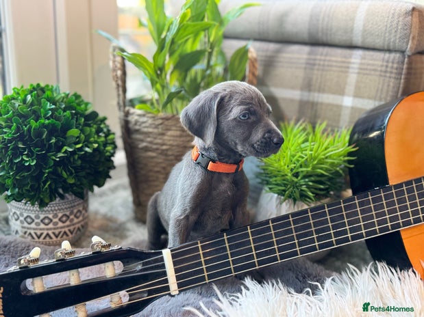 Weimaraner dogs - Advert 1