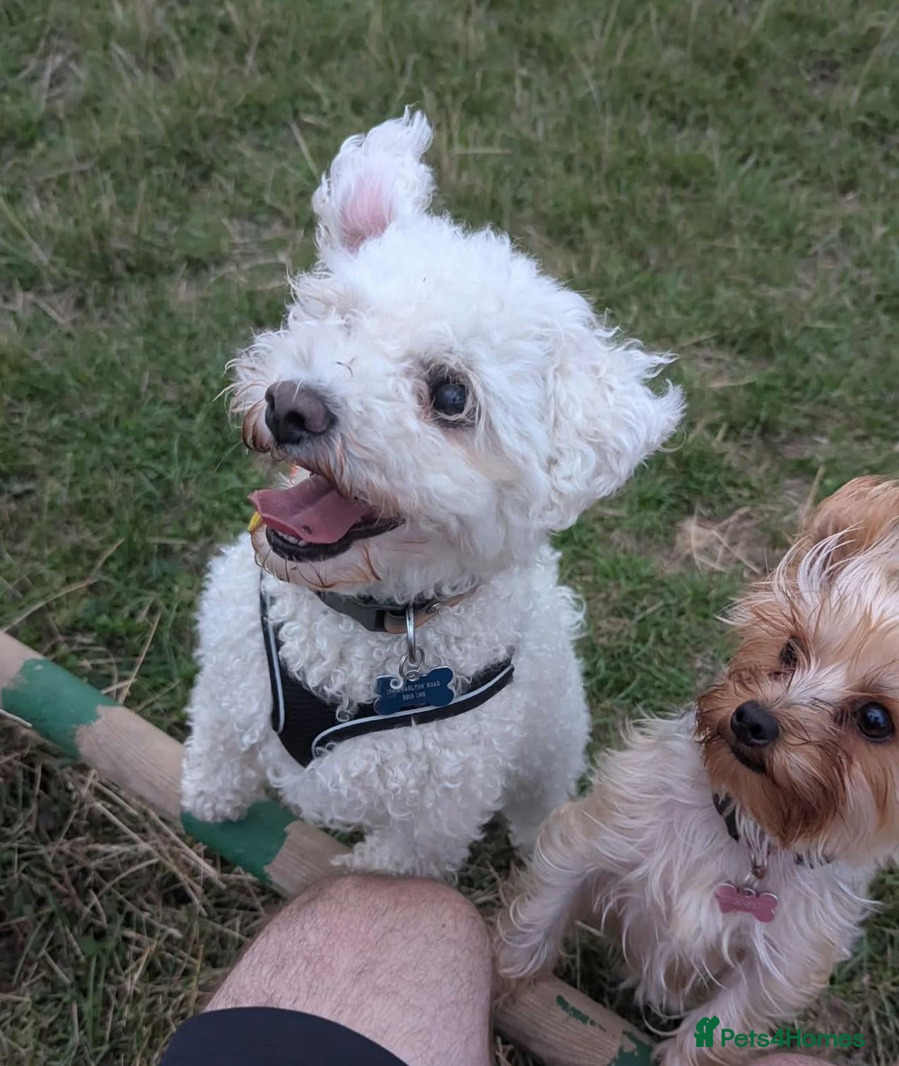 Bichon Frise dogs Albie - Bichon For Adoption - Advert 3