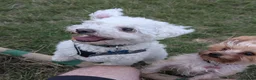 Bichon Frise dogs for adoption: Albie - Bichon For Adoption in Bristol - Advert 1