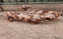 Miniature Dachshund dogs for sale: Proper miniature dachshunds  - Image 12