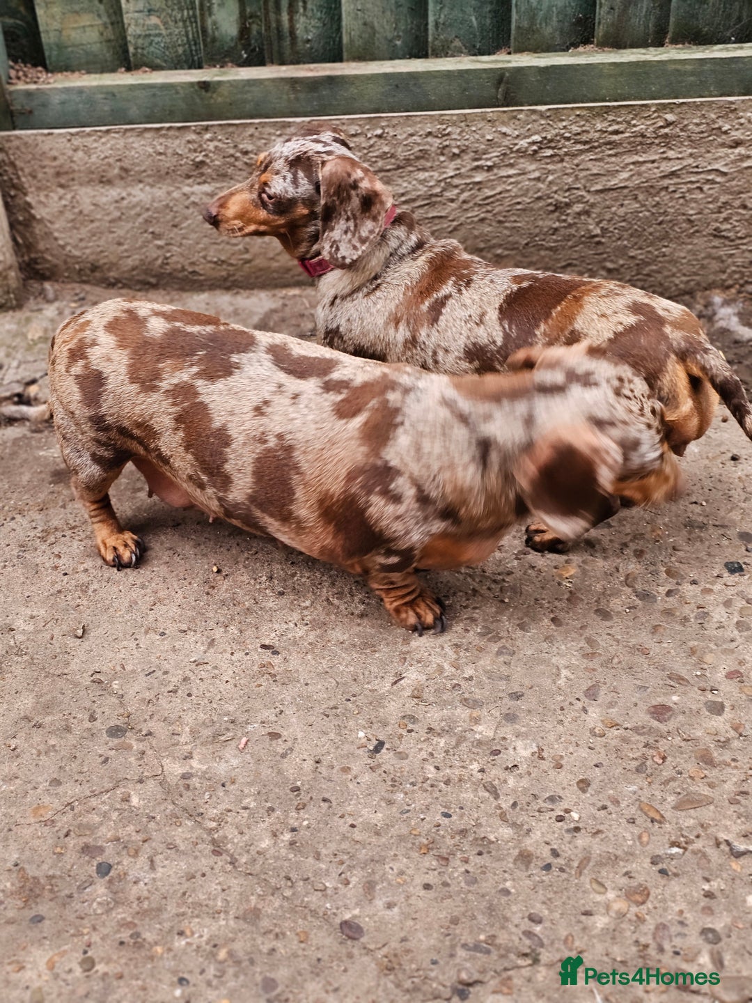 Miniature Dachshund dogs for sale: Proper miniature dachshunds  - Image 12