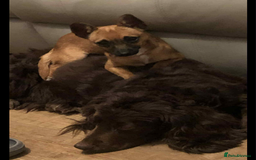 Chihuahua dogs for sale: Chihuahua Puppies  - Image 4