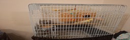 Cockatiels birds for sale: Pair of Healthy Cokateil for Sale - Advert 3